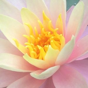 Meet your Posher, Molly